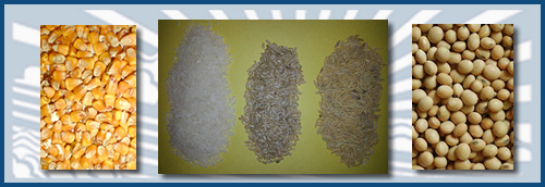 Grains including Rice and Edible Beans