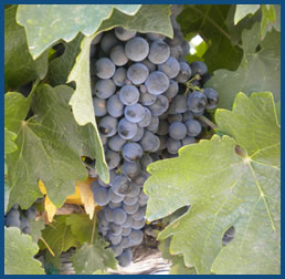 grapes